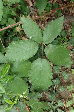 Rubus perperus \ Tr&uuml;gerische Brombeere, L&uuml;gen-Brombeere / Deficient Bramble, D Baunatal-Altenritte 29.7.2020