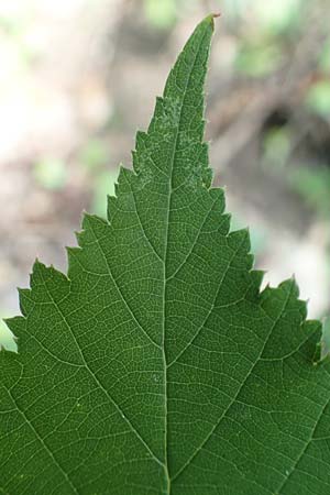Rubus perperus \ Tr&uuml;gerische Brombeere, L&uuml;gen-Brombeere / Deficient Bramble, D Baunatal-Altenritte 29.7.2020