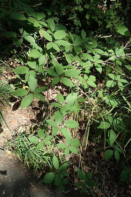 Rubus perperus \ Tr&uuml;gerische Brombeere, L&uuml;gen-Brombeere / Deficient Bramble, D Baunatal-Altenritte 29.7.2020