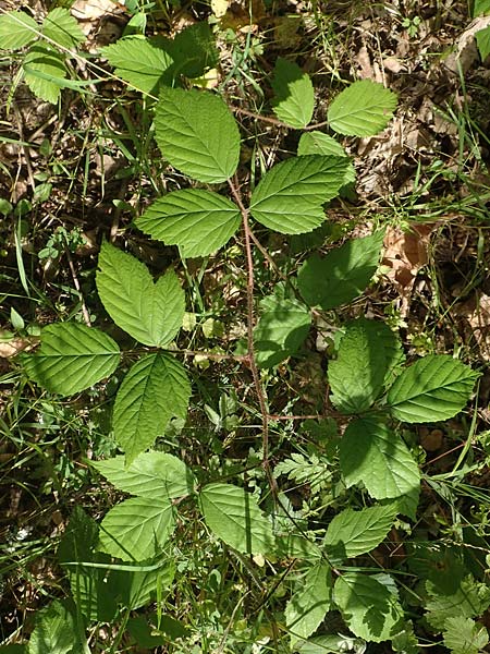 Rubus pallidus \ Bleiche Brombeere / Pale Bramble, D Schenklengsfeld-Erdmannrode 29.7.2020