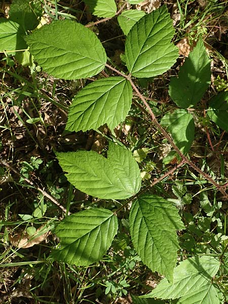 Rubus pallidus \ Bleiche Brombeere / Pale Bramble, D Schenklengsfeld-Erdmannrode 29.7.2020