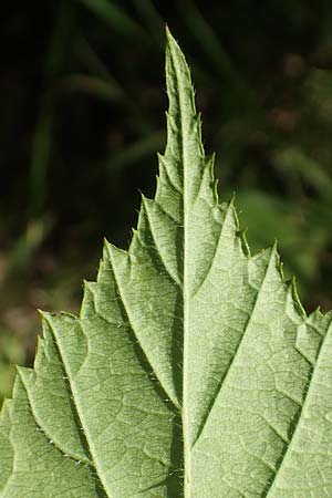 Rubus pallidus \ Bleiche Brombeere / Pale Bramble, D Schenklengsfeld-Erdmannrode 29.7.2020