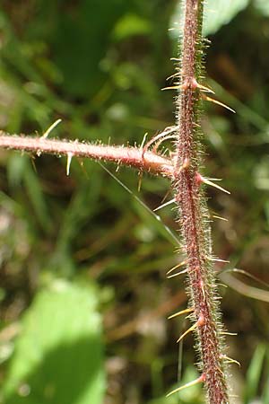 Rubus pallidus \ Bleiche Brombeere / Pale Bramble, D Schenklengsfeld-Erdmannrode 29.7.2020