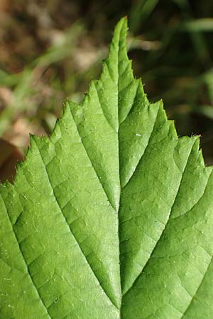 Rubus pallidus \ Bleiche Brombeere / Pale Bramble, D Schenklengsfeld-Erdmannrode 29.7.2020
