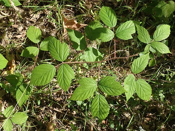 Rubus pallidus \ Bleiche Brombeere / Pale Bramble, D Schenklengsfeld-Erdmannrode 29.7.2020