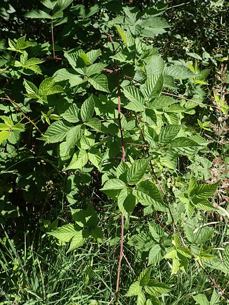 Rubus plicatus \ Falten-Brombeere / Plicate Bramble, D Fulda 30.7.2020