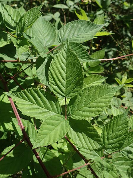 Rubus plicatus \ Falten-Brombeere / Plicate Bramble, D Fulda 30.7.2020