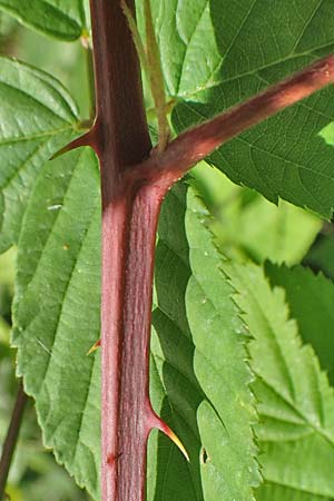 Rubus plicatus \ Falten-Brombeere / Plicate Bramble, D Fulda 30.7.2020