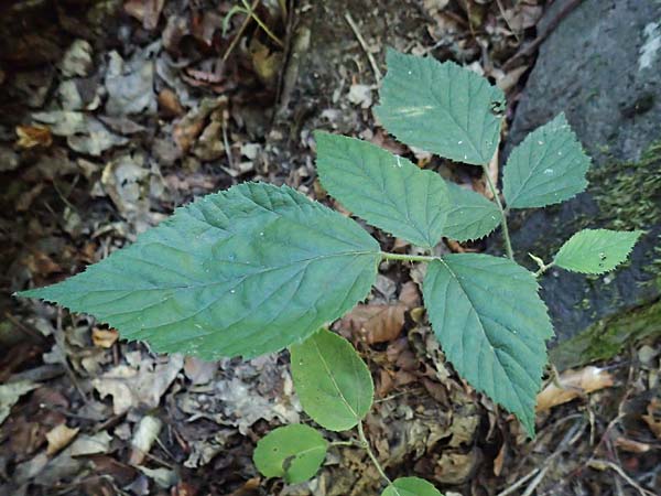 Rubus pannosus \ Dichtfilzige Brombeere, Pelzige Brombeere / Felty Bramble, D Gedern-Oberseemen 30.7.2020