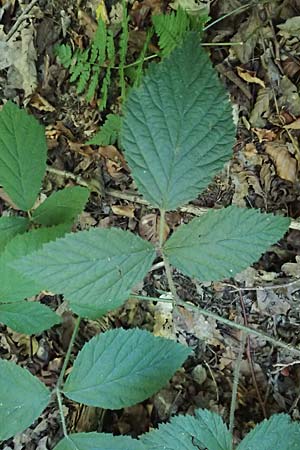 Rubus pannosus \ Dichtfilzige Brombeere, Pelzige Brombeere / Felty Bramble, D Gedern-Oberseemen 30.7.2020
