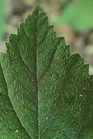 Rubus pannosus \ Dichtfilzige Brombeere, Pelzige Brombeere / Felty Bramble, D Gedern-Oberseemen 30.7.2020
