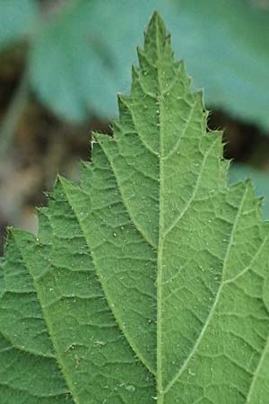 Rubus pannosus \ Dichtfilzige Brombeere, Pelzige Brombeere / Felty Bramble, D Gedern-Oberseemen 30.7.2020