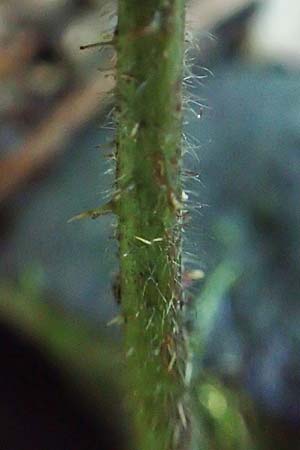 Rubus pannosus \ Dichtfilzige Brombeere, Pelzige Brombeere / Felty Bramble, D Gedern-Oberseemen 30.7.2020