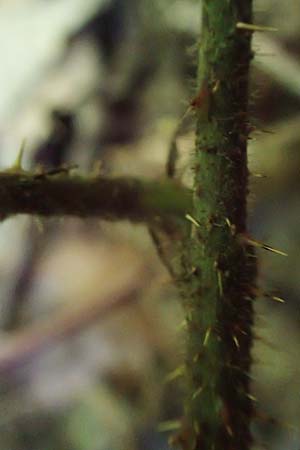 Rubus pannosus \ Dichtfilzige Brombeere, Pelzige Brombeere / Felty Bramble, D Gedern-Oberseemen 30.7.2020