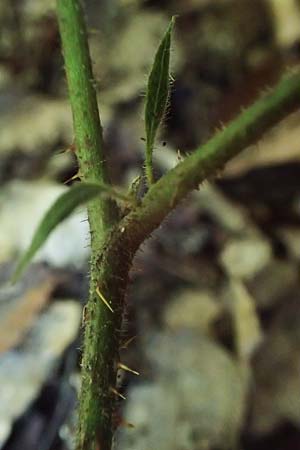 Rubus pannosus \ Dichtfilzige Brombeere, Pelzige Brombeere / Felty Bramble, D Gedern-Oberseemen 30.7.2020