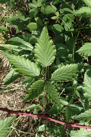Rubus pericrispatus \ Wellige Brombeere / Undulate Bramble, D Frankfurt-Niederrad 19.8.2020