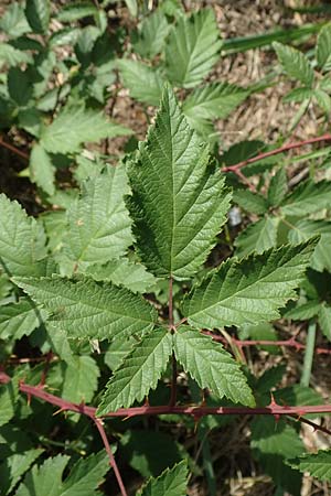Rubus pericrispatus \ Wellige Brombeere / Undulate Bramble, D Frankfurt-Niederrad 19.8.2020