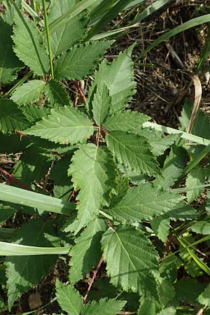 Rubus pericrispatus \ Wellige Brombeere / Undulate Bramble, D Frankfurt-Niederrad 19.8.2020