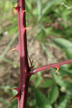 Rubus pericrispatus \ Wellige Brombeere / Undulate Bramble, D Frankfurt-Niederrad 19.8.2020