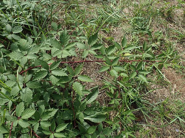 Rubus pericrispatus \ Wellige Brombeere / Undulate Bramble, D Frankfurt-Niederrad 19.8.2020