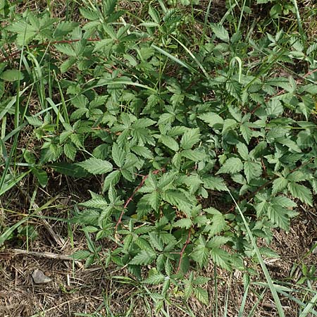 Rubus pericrispatus \ Wellige Brombeere / Undulate Bramble, D Frankfurt-Niederrad 19.8.2020