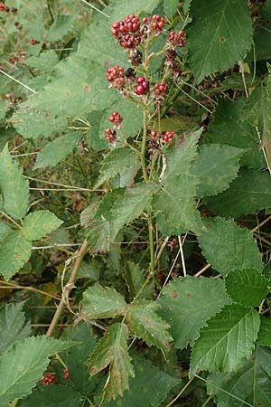 Rubus pericrispatus \ Wellige Brombeere / Undulate Bramble, D Odenwald, Rimbach 27.8.2020