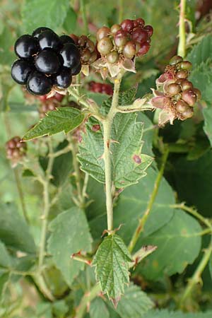 Rubus pericrispatus \ Wellige Brombeere / Undulate Bramble, D Odenwald, Rimbach 27.8.2020