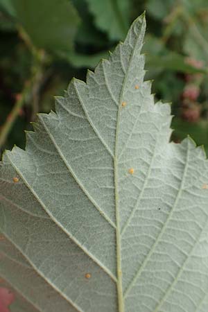 Rubus pericrispatus \ Wellige Brombeere / Undulate Bramble, D Odenwald, Rimbach 27.8.2020