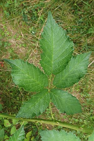 Rubus pericrispatus \ Wellige Brombeere / Undulate Bramble, D Odenwald, Rimbach 27.8.2020