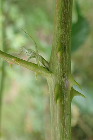 Rubus pericrispatus \ Wellige Brombeere / Undulate Bramble, D Odenwald, Rimbach 27.8.2020