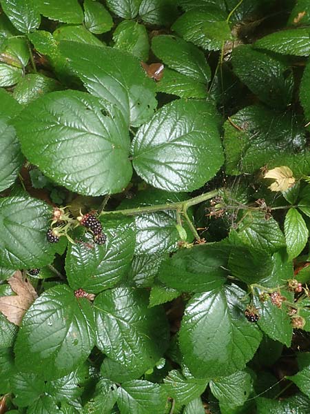 Rubus nigricans \ Tr&auml;ufelspitzen-Brombeere / Rust Bramble, D Zwingenberg am Neckar 31.8.2020