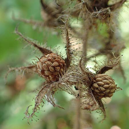 Rubus phoenicolasius \ Japanische Weinbeere, Rotborstige Himbeere / Wine Raspberry, D Bensheim 4.9.2020