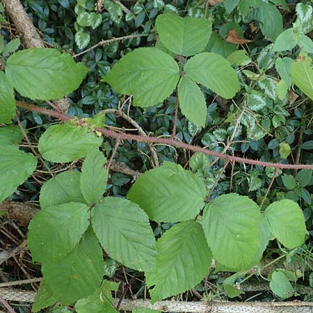 Rubus perlongus \ �berlange Brombeere / Overlong Bramble, D Rh&ouml;n, Schmalnau 8.9.2020