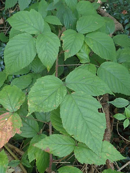 Rubus perlongus \ �berlange Brombeere / Overlong Bramble, D Rh&ouml;n, Schmalnau 8.9.2020