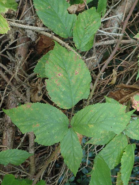 Rubus perlongus \ �berlange Brombeere / Overlong Bramble, D Rh&ouml;n, Schmalnau 8.9.2020