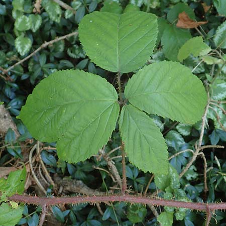 Rubus perlongus \ �berlange Brombeere / Overlong Bramble, D Rh&ouml;n, Schmalnau 8.9.2020