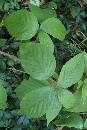 Rubus perlongus \ �berlange Brombeere / Overlong Bramble, D Rh&ouml;n, Schmalnau 8.9.2020