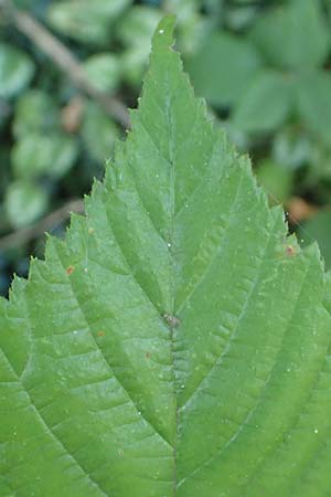 Rubus perlongus \ �berlange Brombeere / Overlong Bramble, D Rh&ouml;n, Schmalnau 8.9.2020