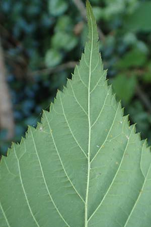 Rubus perlongus \ �berlange Brombeere / Overlong Bramble, D Rh&ouml;n, Schmalnau 8.9.2020
