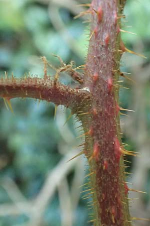 Rubus perlongus \ �berlange Brombeere / Overlong Bramble, D Rh&ouml;n, Schmalnau 8.9.2020