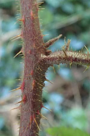 Rubus perlongus \ �berlange Brombeere / Overlong Bramble, D Rh&ouml;n, Schmalnau 8.9.2020