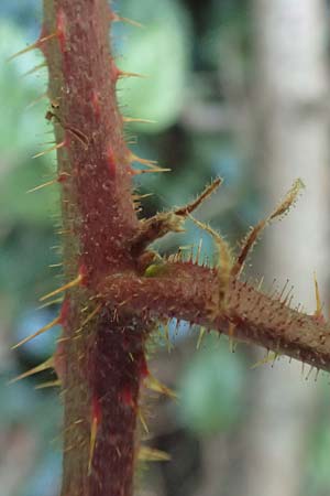 Rubus perlongus \ �berlange Brombeere / Overlong Bramble, D Rh&ouml;n, Schmalnau 8.9.2020
