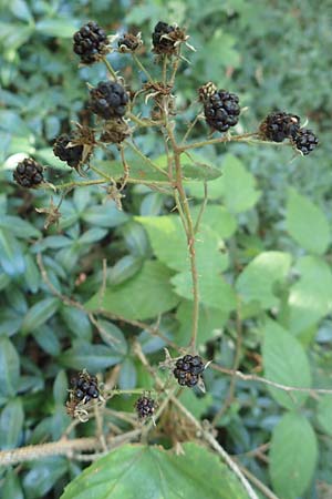 Rubus perlongus \ �berlange Brombeere / Overlong Bramble, D Rh&ouml;n, Schmalnau 8.9.2020