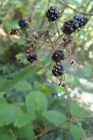 Rubus perlongus \ �berlange Brombeere / Overlong Bramble, D Rh&ouml;n, Schmalnau 8.9.2020