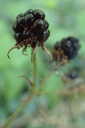 Rubus perlongus \ �berlange Brombeere / Overlong Bramble, D Rh&ouml;n, Schmalnau 8.9.2020