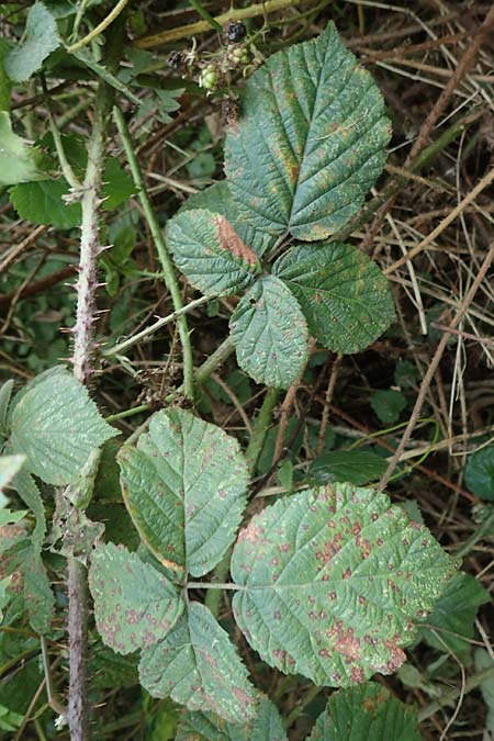 Rubus grandiflorus \ Rheinl&auml;ndische Haselblatt-Brombeere, Verwechselte Haselblatt-Brombeere / Rheinland Bramble, D Herne 9.9.2020
