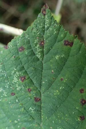 Rubus grandiflorus \ Rheinl&auml;ndische Haselblatt-Brombeere, Verwechselte Haselblatt-Brombeere / Rheinland Bramble, D Herne 9.9.2020