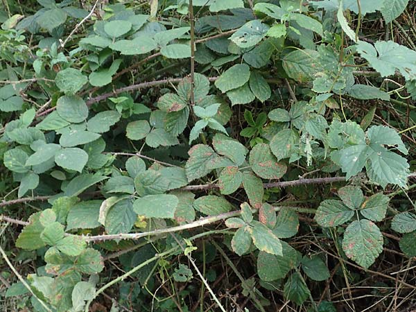 Rubus grandiflorus \ Rheinl&auml;ndische Haselblatt-Brombeere, Verwechselte Haselblatt-Brombeere / Rheinland Bramble, D Herne 9.9.2020