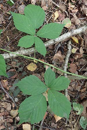 Rubus umbrosus \ Pyramiden-Brombeere / Pyramidal Bramble, D Heiliges Meer (Kreis Steinfurt) 10.9.2020