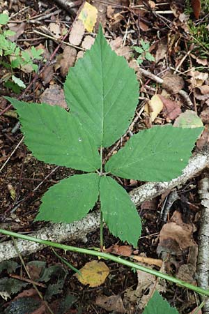 Rubus umbrosus \ Pyramiden-Brombeere / Pyramidal Bramble, D Heiliges Meer (Kreis Steinfurt) 10.9.2020